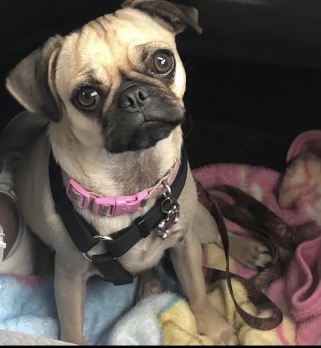 Long Beach Animal Emergency Picture 10