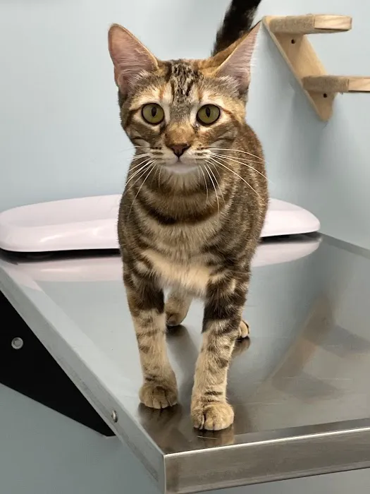 Lbc Vets Primary and Urgent Care Picture 5