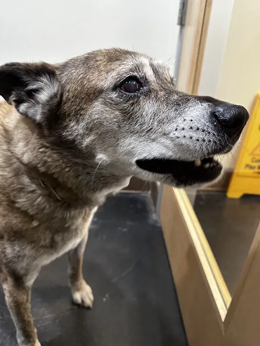 Primary Care Animal Hospital Picture 1