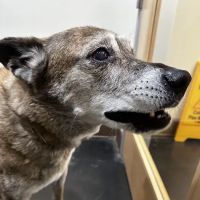 Primary Care Animal Hospital ico