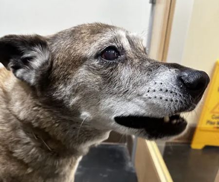 Primary Care Animal Hospital