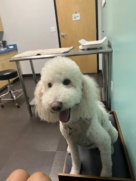 Belmont Shore Veterinary Hospital Picture 1
