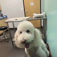 Belmont Shore Veterinary Hospital ico