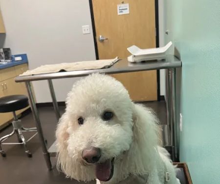 Belmont Shore Veterinary Hospital