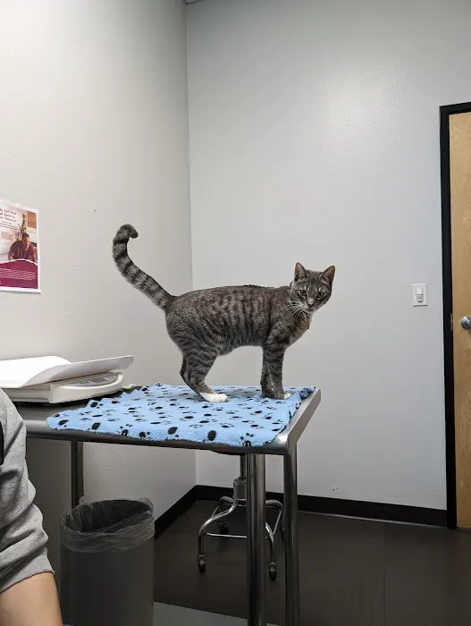 Belmont Shore Veterinary Hospital Picture 5