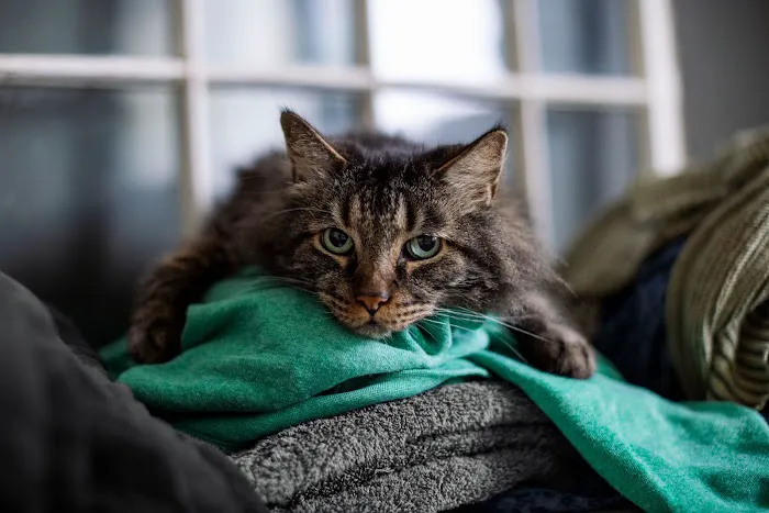 Belmont Shore Veterinary Hospital Picture 6