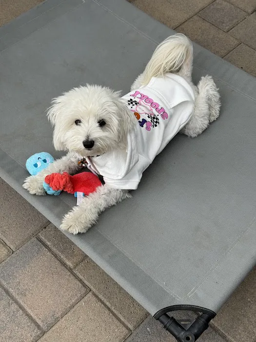 Belmont Shore Veterinary Hospital Picture 10