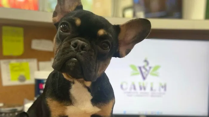 CAWLM Veterinary Hospital + Spa Picture 1
