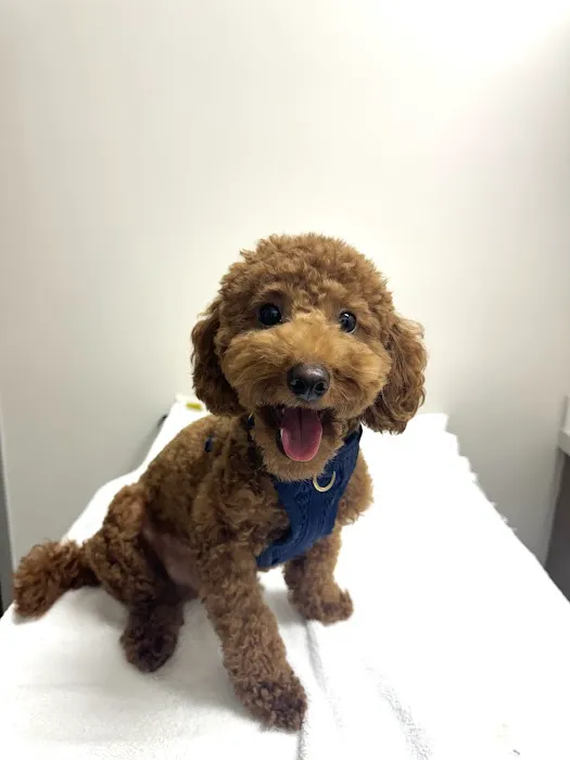 CAWLM Veterinary Hospital + Spa Picture 5