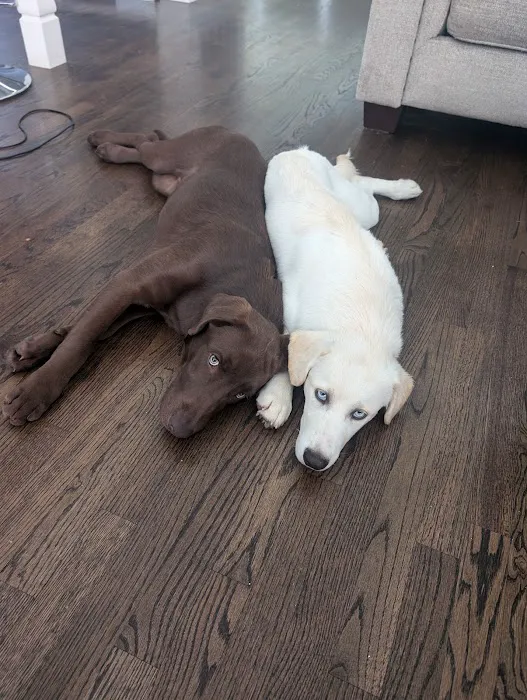 CAWLM Veterinary Hospital + Spa Picture 8