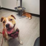 Skyline Animal Hospital