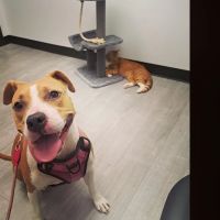 Skyline Animal Hospital ico