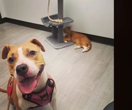Skyline Animal Hospital