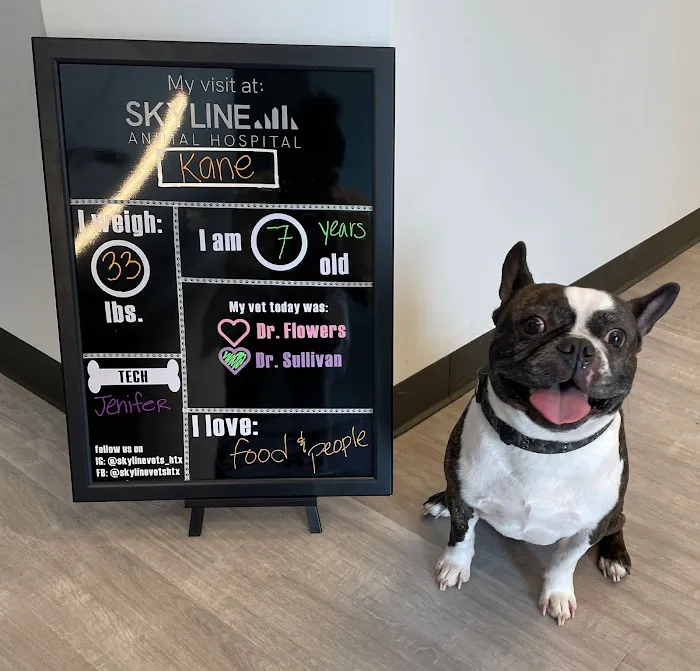 Skyline Animal Hospital Picture 2