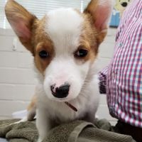 West Alabama Animal Clinic ico