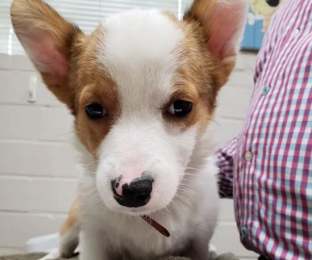 West Alabama Animal Clinic
