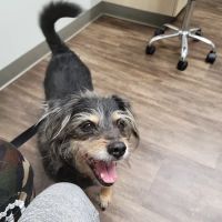 Bayou City Veterinary Hospital ico