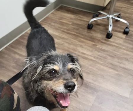 Bayou City Veterinary Hospital