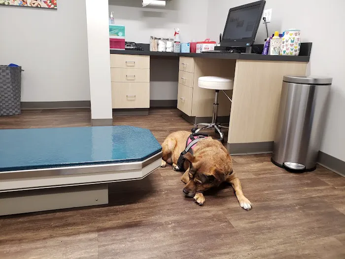Bayou City Veterinary Hospital Picture 2