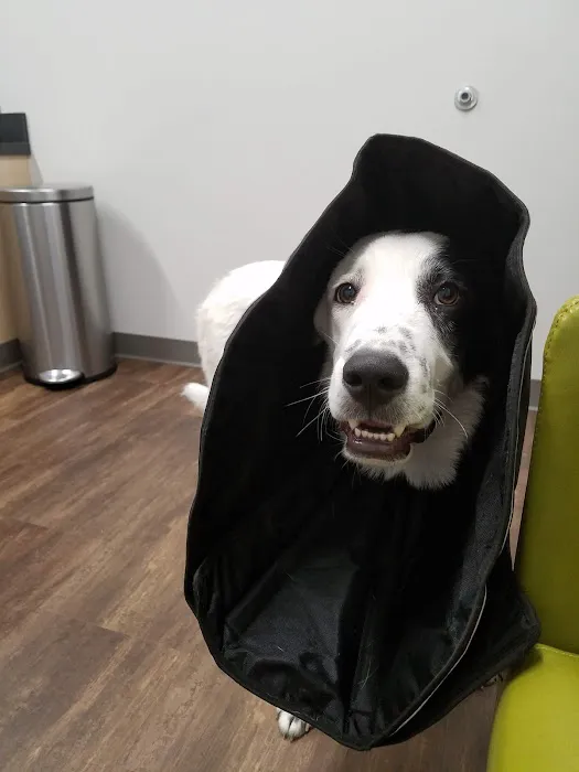 Bayou City Veterinary Hospital Picture 10