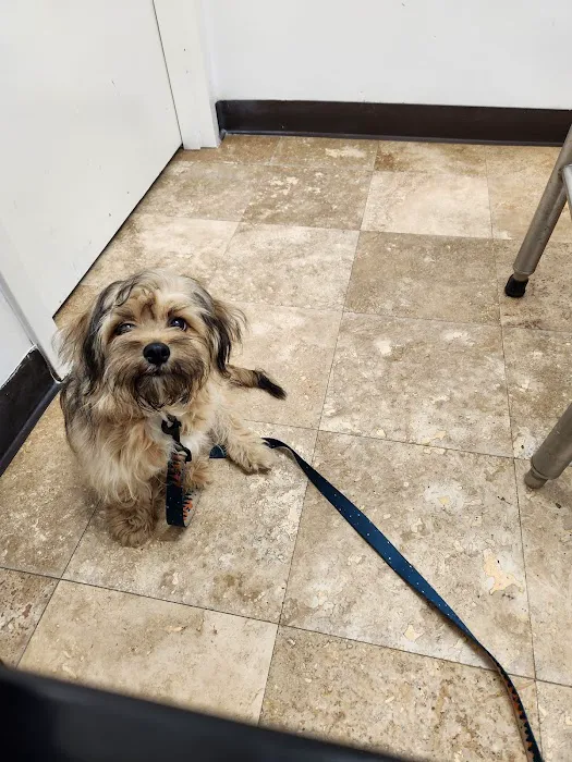SNAP Spay-Neuter & Animal Wellness Clinic Picture 3