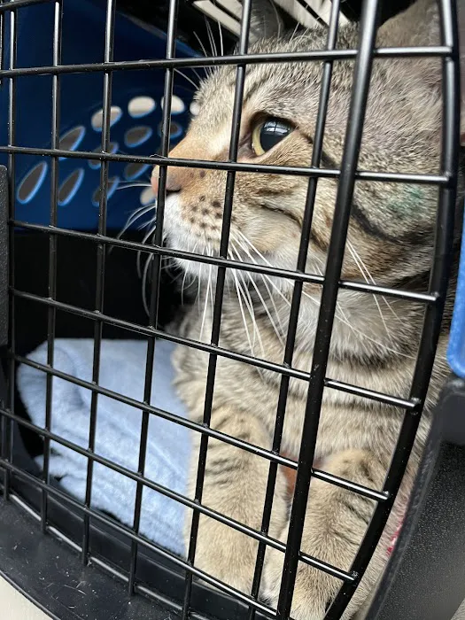 SNAP Spay-Neuter & Animal Wellness Clinic Picture 4