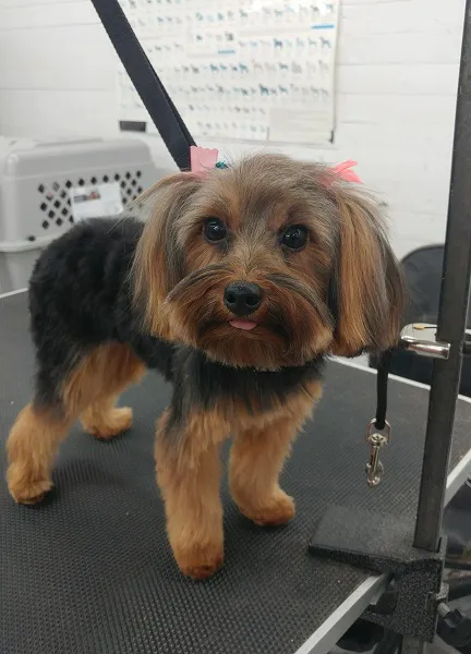 Heights Veterinarian - Urban Animal Veterinary Hospital Picture 2