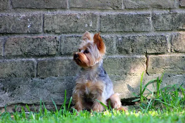 Heights Veterinarian - Urban Animal Veterinary Hospital Picture 6