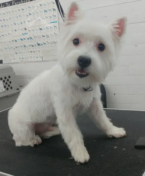 Heights Veterinarian - Urban Animal Veterinary Hospital Picture 10