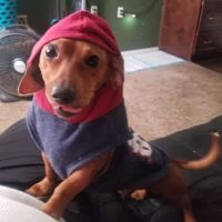Vetco Vaccination Clinic ico