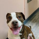 Creature Comfort Animal Hospital