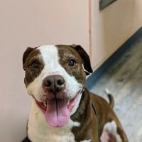 Creature Comfort Animal Hospital ico