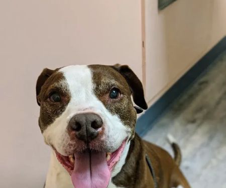 Creature Comfort Animal Hospital