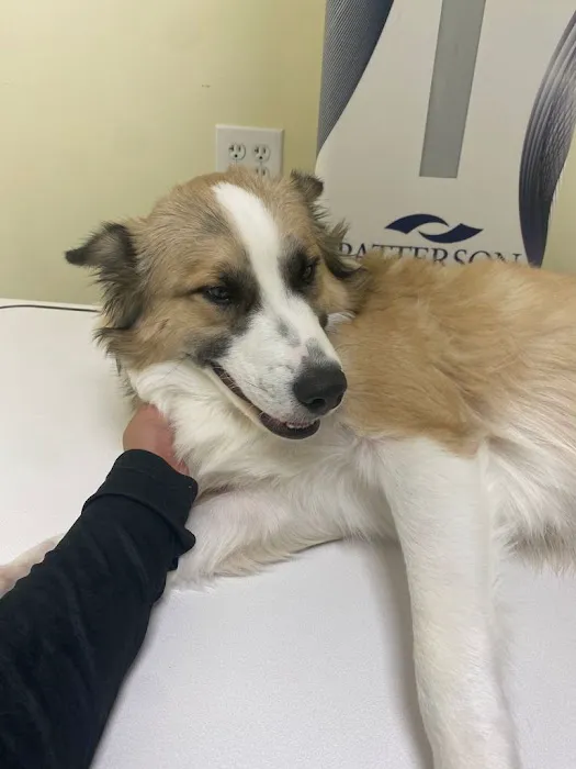 Creature Comfort Animal Hospital Picture 9
