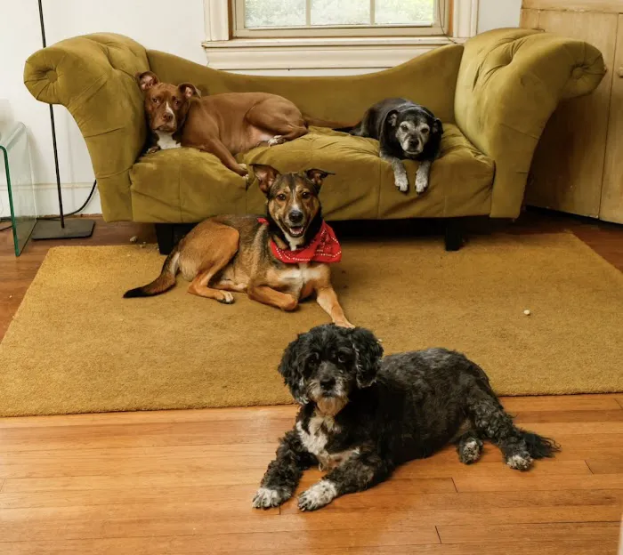 Creature Comfort Animal Hospital Picture 10