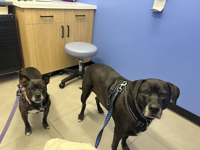 Modern Animal Veterinary Care Picture 1