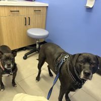 Modern Animal Veterinary Care ico