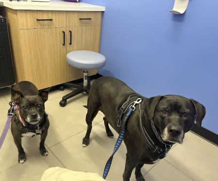 Modern Animal Veterinary Care