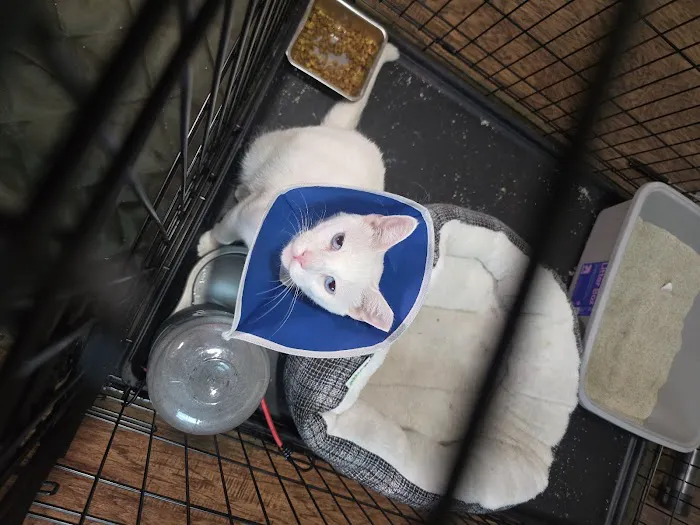 Modern Animal Veterinary Care Picture 6