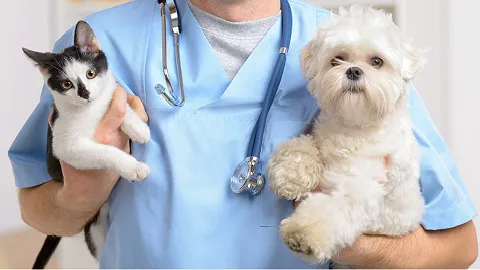 The Corner Vet Picture 1