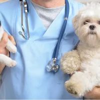 The Corner Vet ico