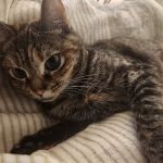 Veterinary Urgent Care