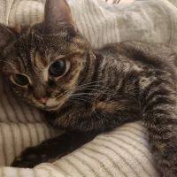 Veterinary Urgent Care ico
