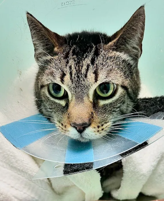 Veterinary Urgent Care Picture 7