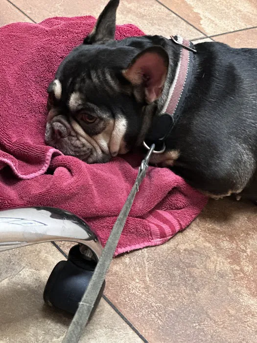 Veterinary Urgent Care Picture 5