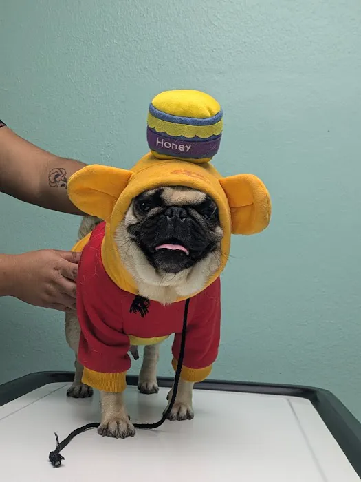 Veterinary Urgent Care Picture 8