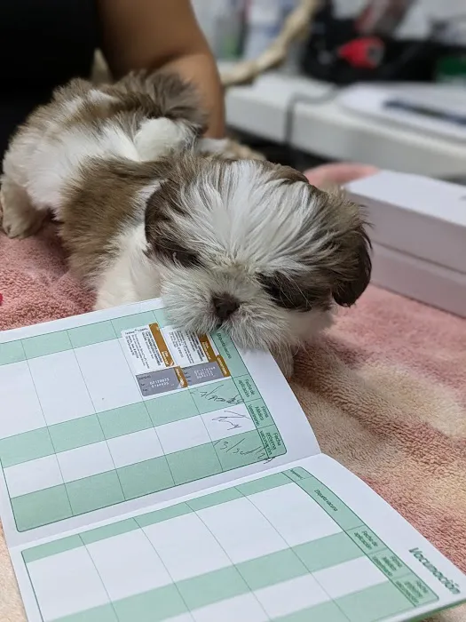 Veterinary Urgent Care Picture 9
