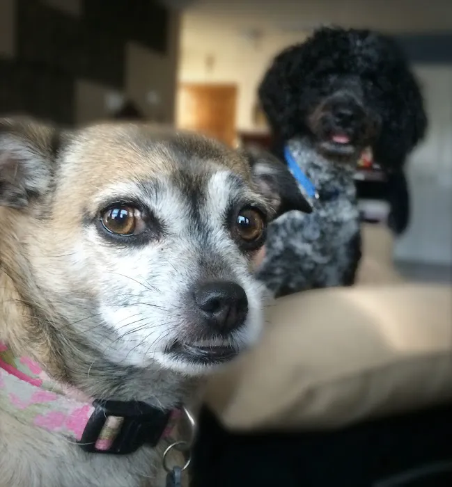 Thrive Pet Healthcare - The Heights Picture 4