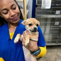 Thrive Pet Healthcare - The Heights ico