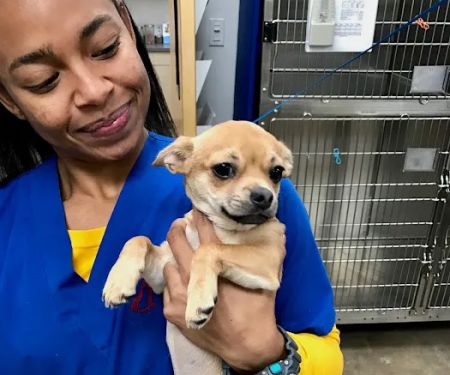 Thrive Pet Healthcare - The Heights